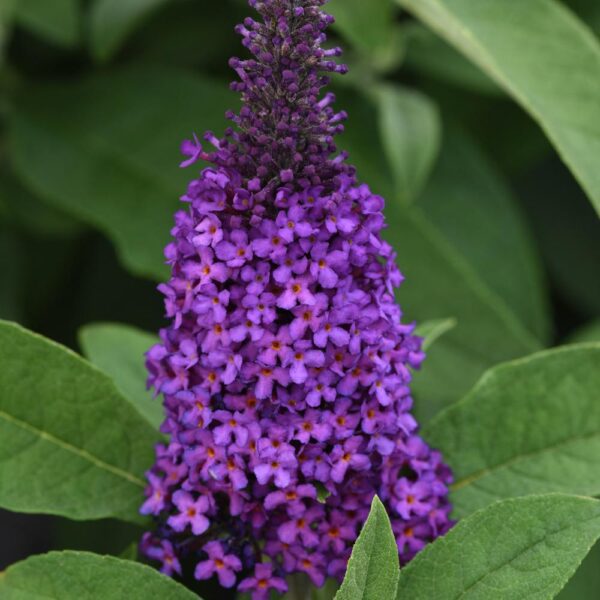 Buddleia Chrysalis™ Purple