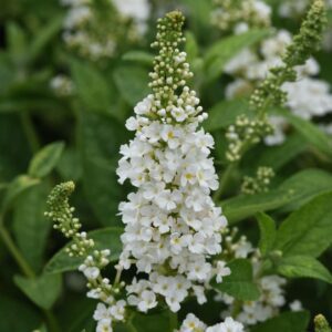 Buddleia Chrysalis™ White