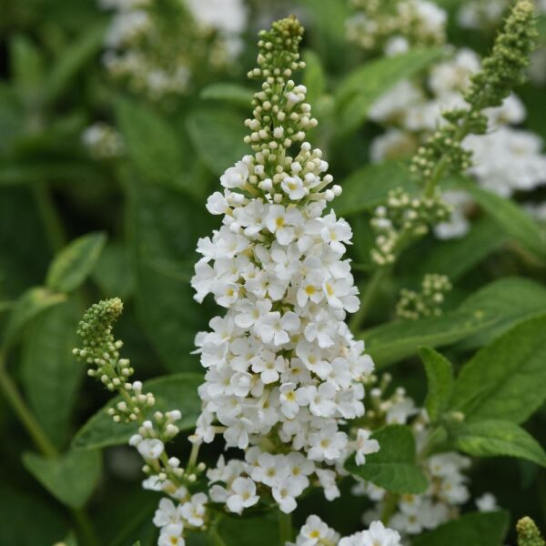 Buddleia Chrysalis™ White