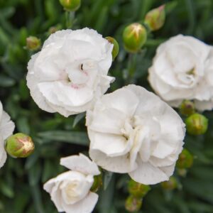 Dianthus Fruit Punch® 'Whipped Cream'