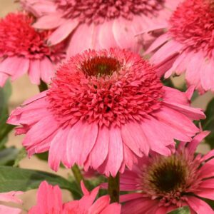 Echinacea DOUBLE CODED® 'Coral Cranberry'