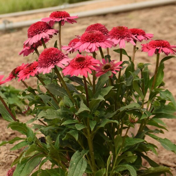 Echinacea DOUBLE CODED® 'Coral Cranberry' - Image 2
