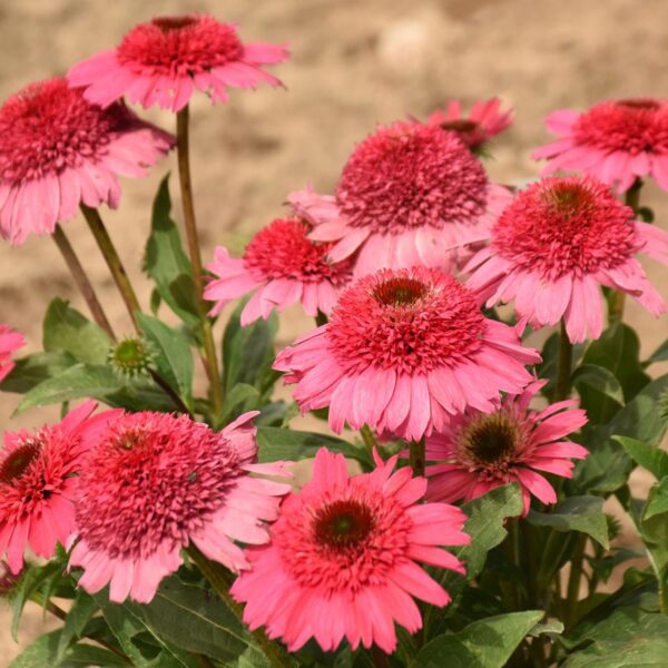 Echinacea DOUBLE CODED® 'Coral Cranberry' - Image 3