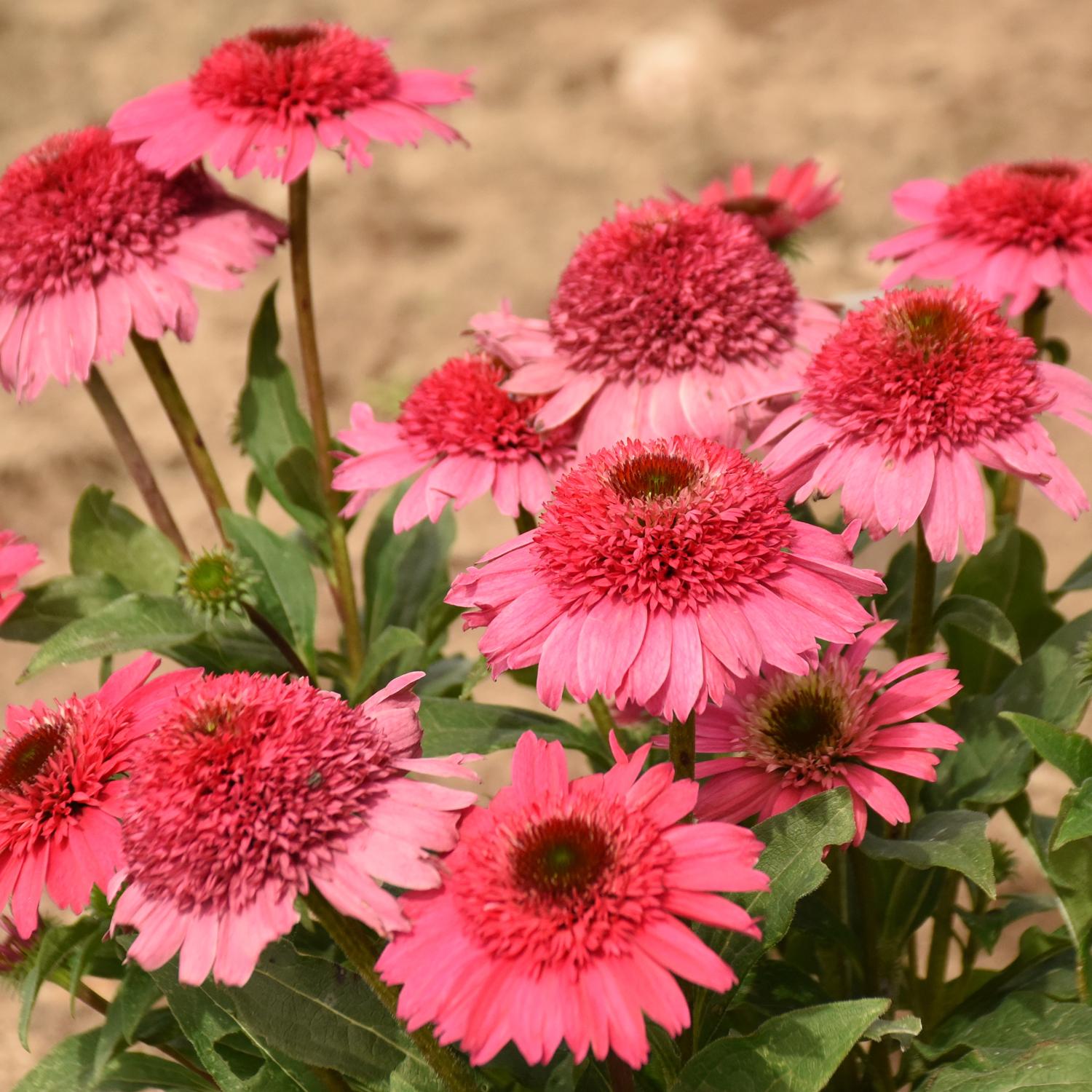 'Coral Cranberry' Echinacea