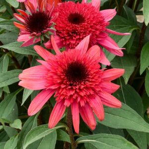 Echinacea DOUBLE DIPPED® 'Raspberry Ripple'