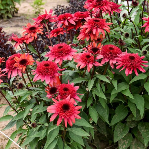 Echinacea DOUBLE DIPPED® 'Raspberry Ripple' - Image 2
