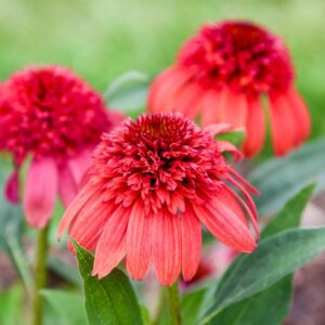 Echinacea DOUBLE DIPPED® 'Jamberry'