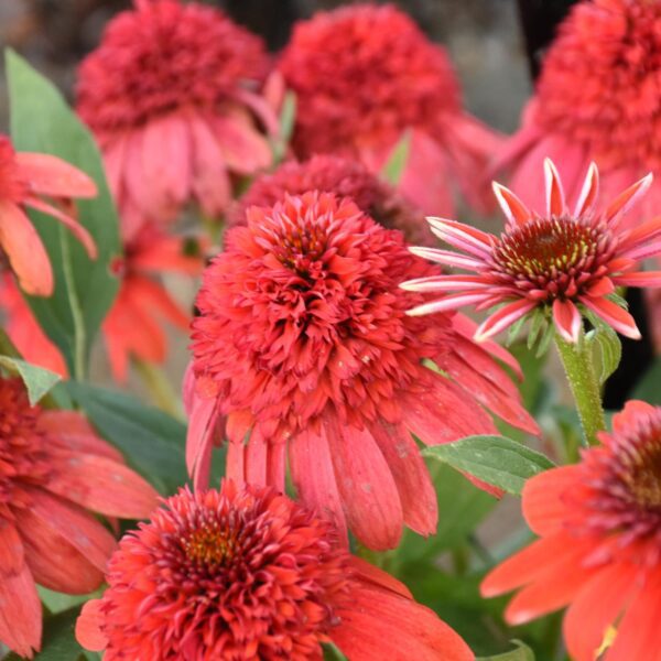 Echinacea DOUBLE DIPPED® 'Jamberry' - Image 2