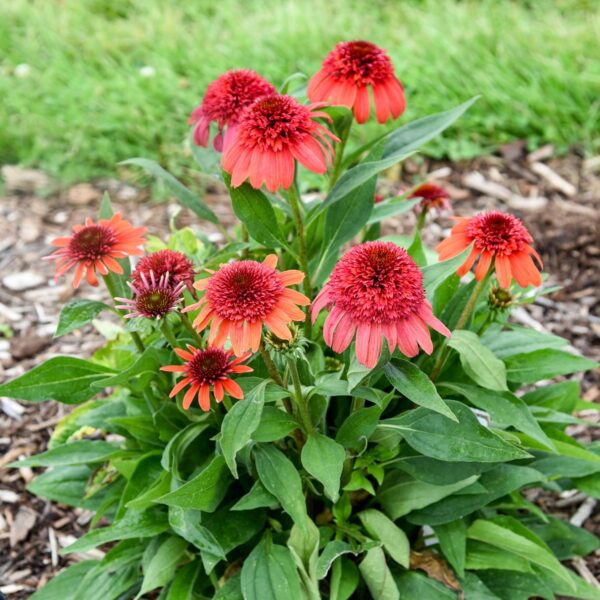 Echinacea DOUBLE DIPPED® 'Jamberry' - Image 3