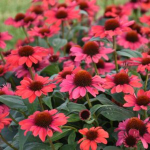 Echinacea COLOR CODED® 'Knock 'em Red'