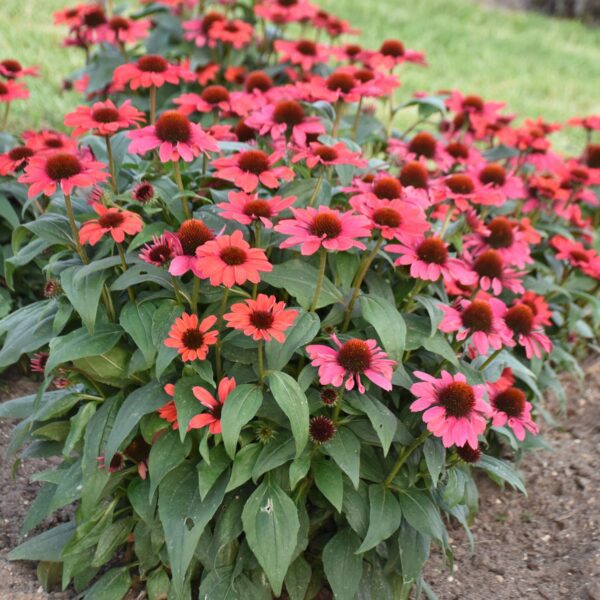Echinacea COLOR CODED® 'Knock 'em Red' - Image 2