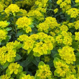 Euphorbia 'Urge to Splurge'