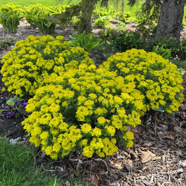 Euphorbia 'Urge to Splurge' - Image 2