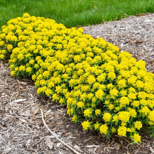 Euphorbia 'Urge to Splurge' - Image 3