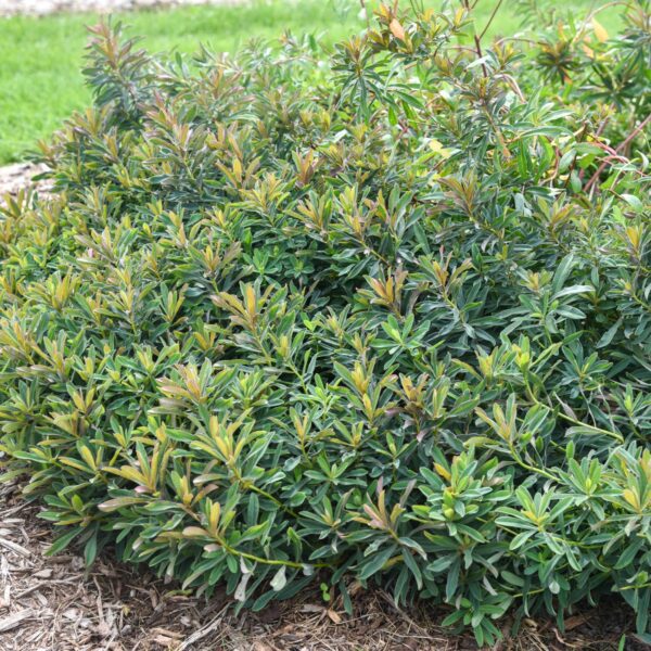 Euphorbia 'Urge to Splurge' - Image 4