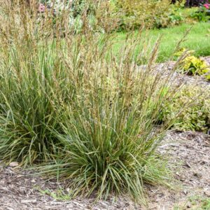 Festuca 'Perfect Edging'