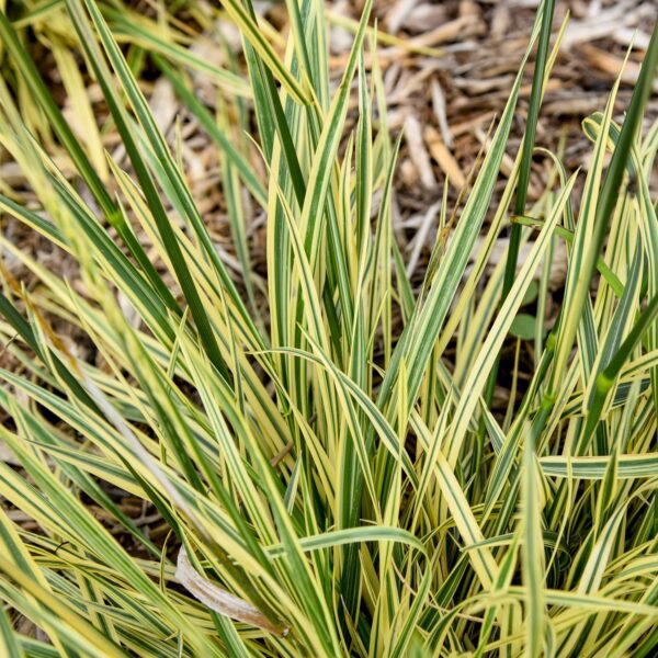 Festuca 'Perfect Edging' - Image 2