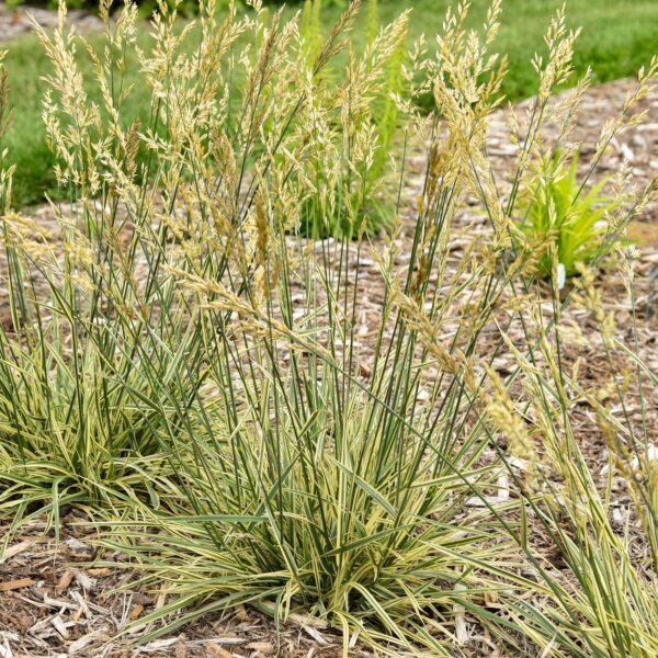 Festuca 'Perfect Edging' - Image 3