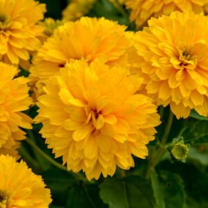 Heliopsis 'Rays for Days'