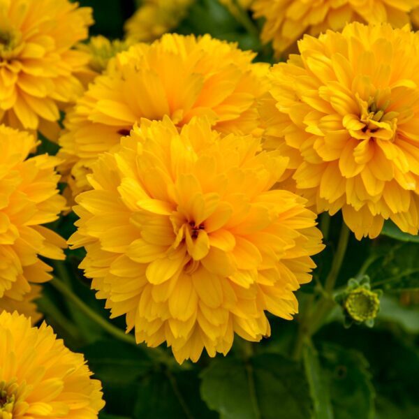 Heliopsis 'Rays for Days'