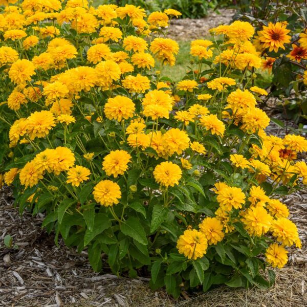 Heliopsis 'Rays for Days' - Image 2