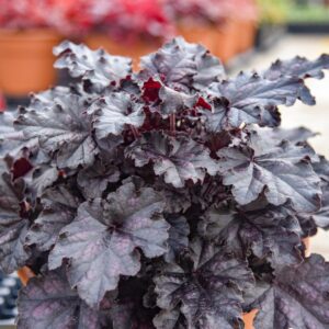 Heuchera DOLCE® 'Sultry Night'