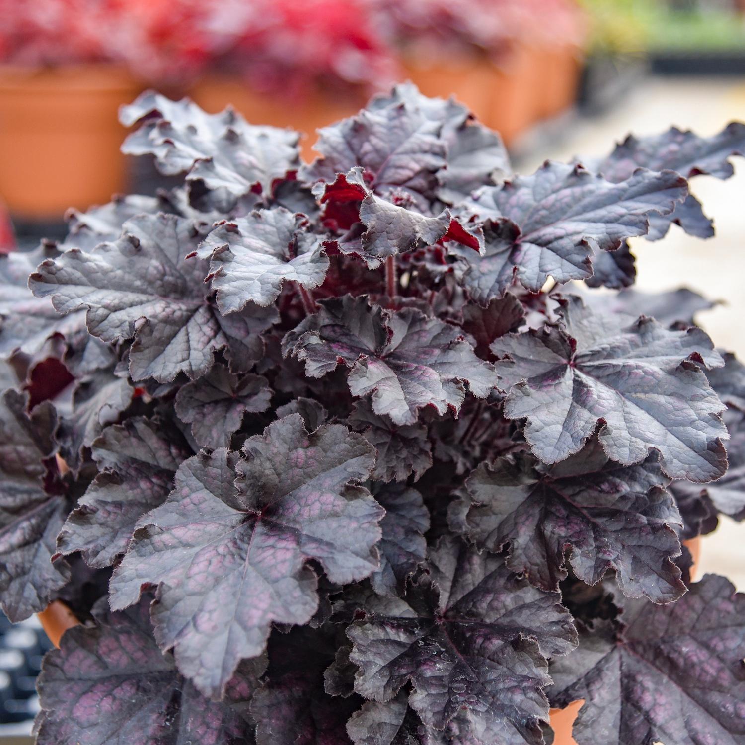 DOLCE® 'Sultry Night' Heuchera
