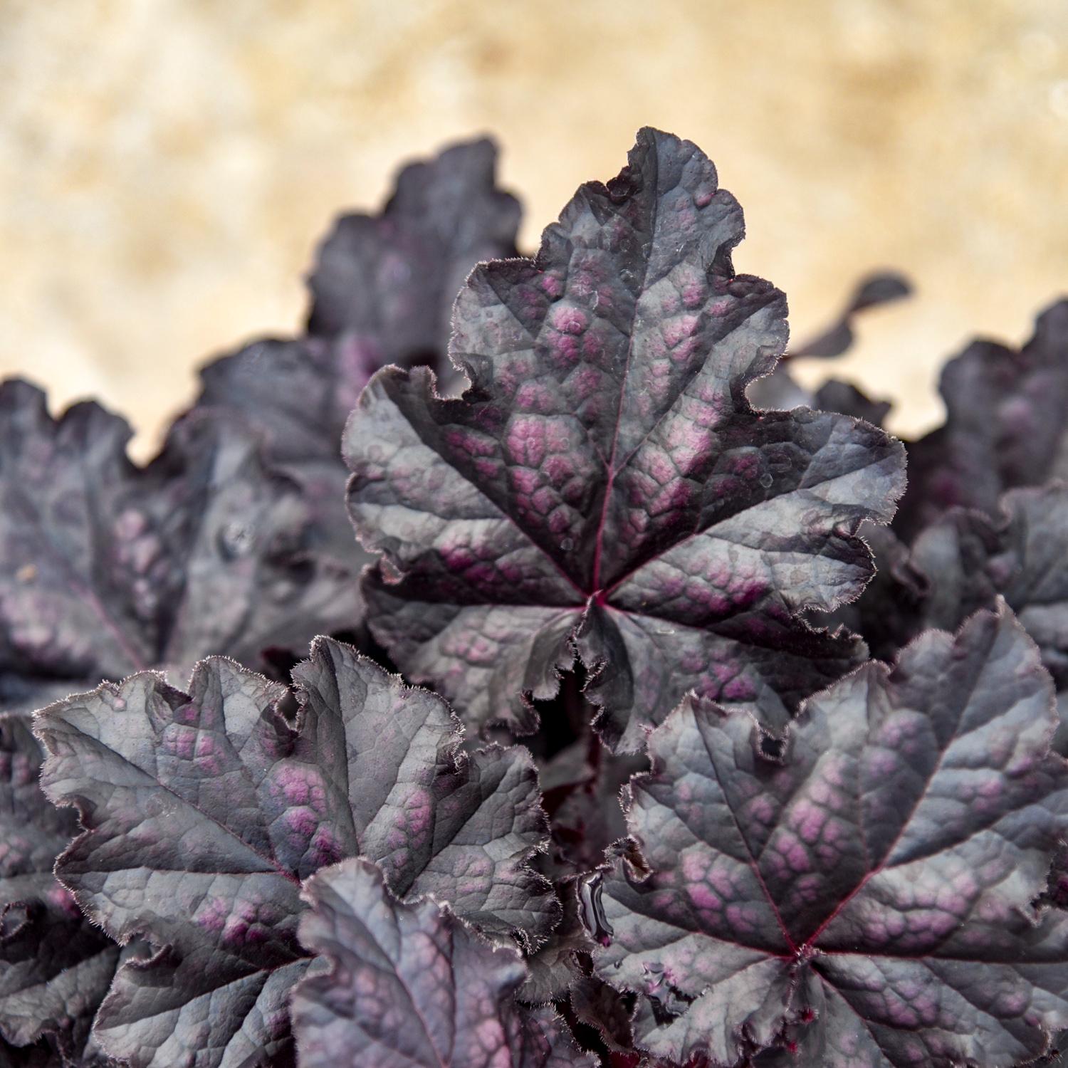 DOLCE® 'Sultry Night' Heuchera