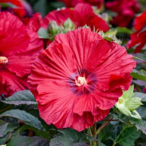 Hibiscus SUMMERIFIC® 'Garnet Globes'