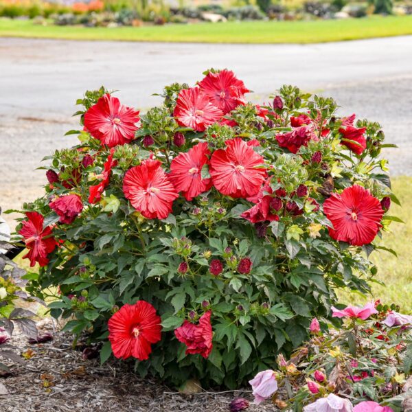 Hibiscus SUMMERIFIC® 'Garnet Globes' - Image 2
