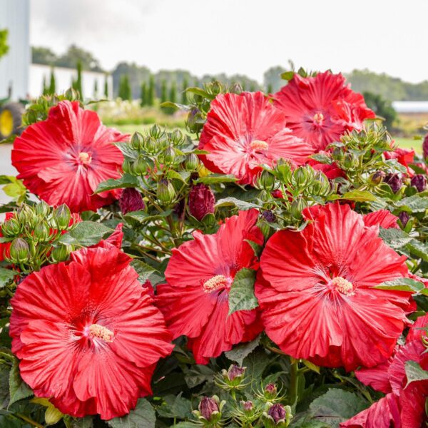 Hibiscus SUMMERIFIC® 'Garnet Globes' - Image 3