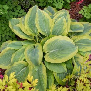 Hosta SHADOWLAND® 'Chance Encounter'