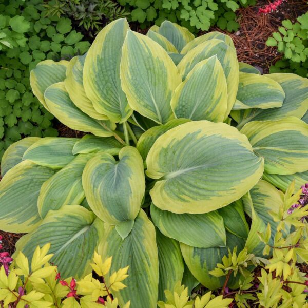 Hosta SHADOWLAND® 'Chance Encounter'