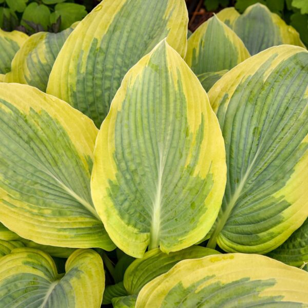 Hosta SHADOWLAND® 'Chance Encounter' - Image 2
