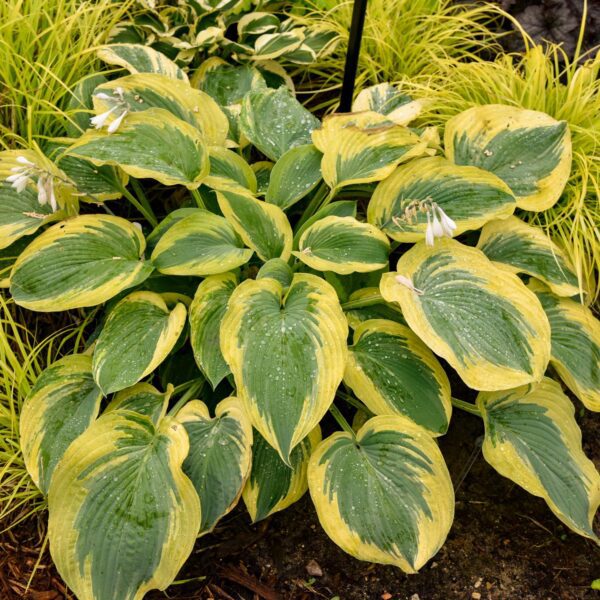 Hosta SHADOWLAND® 'Chance Encounter' - Image 3