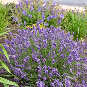 Lavandula 'Summer Serenade'