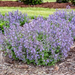 Nepeta 'Catwalk Queen'