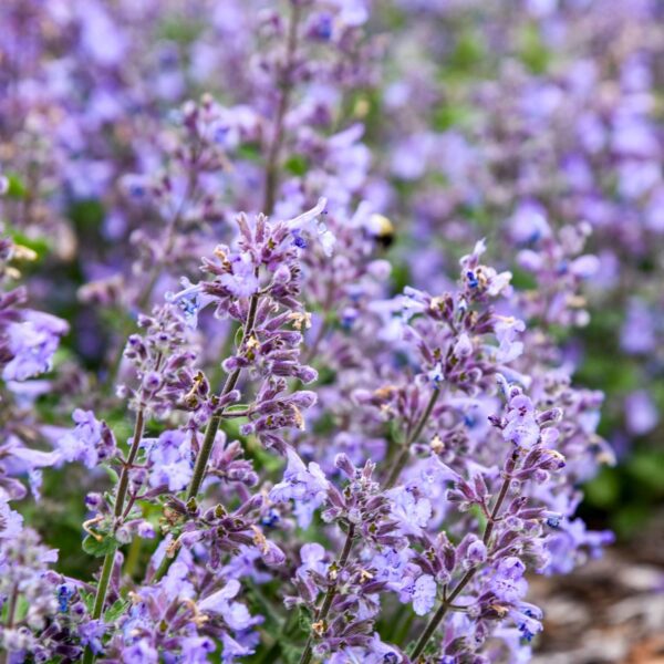 Nepeta 'Catwalk Queen' - Image 2