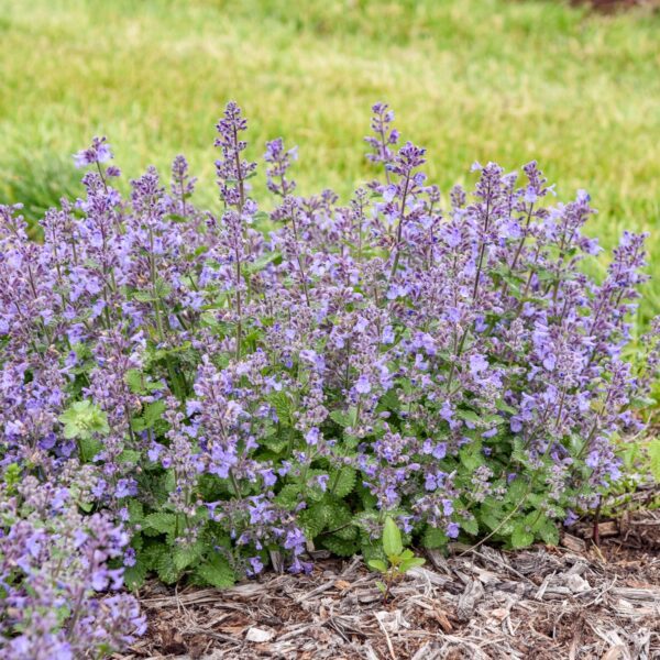 Nepeta 'Catwalk Queen' - Image 3