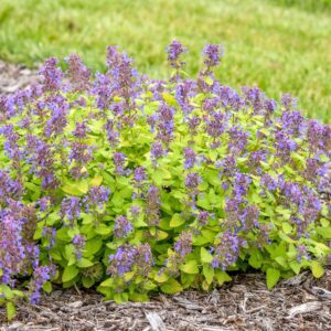 Nepeta 'Lemon Purrfection'