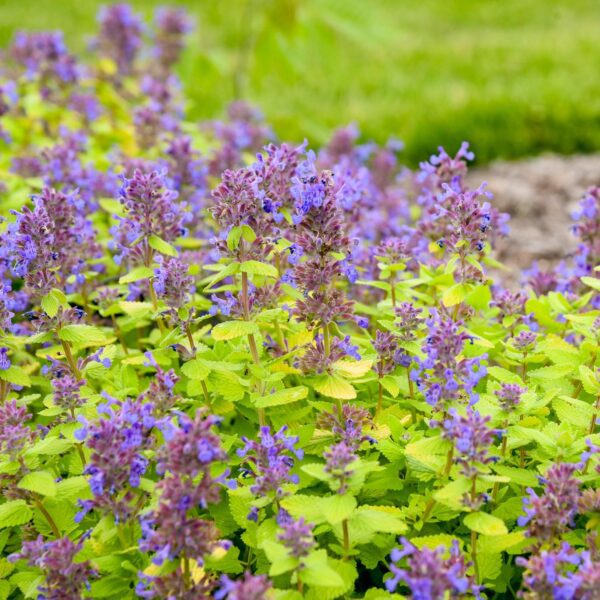 Nepeta 'Lemon Purrfection' - Image 2