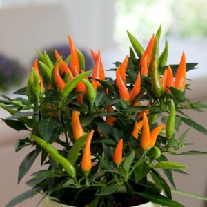 Ornamental Pepper 'Santos Orange'
