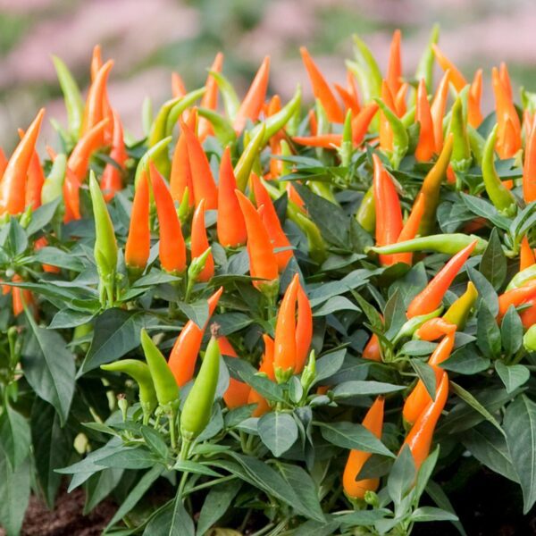 Ornamental Pepper 'Santos Orange' - Image 2