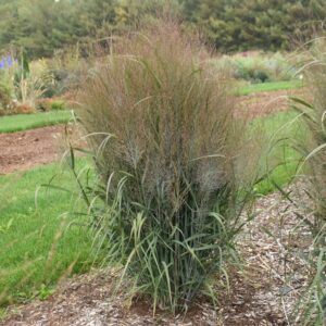 Panicum PRAIRIE WINDS® 'October Sky'