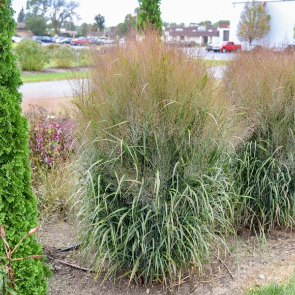 Panicum PRAIRIE WINDS® 'October Sky' - Image 2