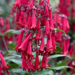 Phygelius COLORBURST™ Deep Red