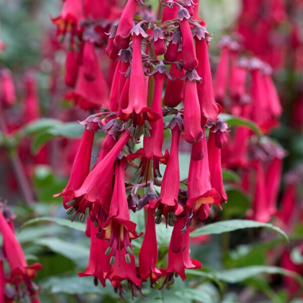 Phygelius COLORBURST™ Deep Red