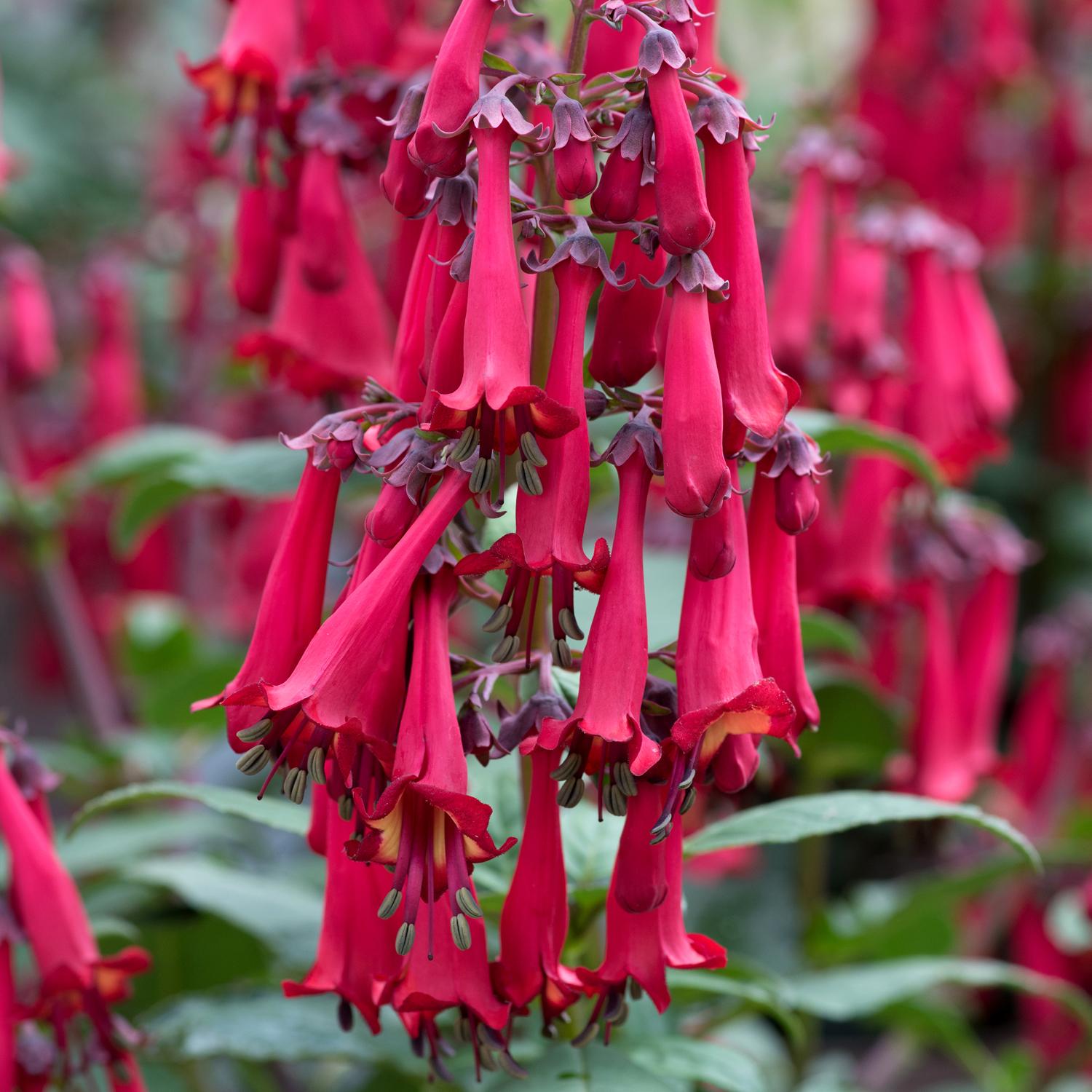 phygelius_colorburst_deep_red