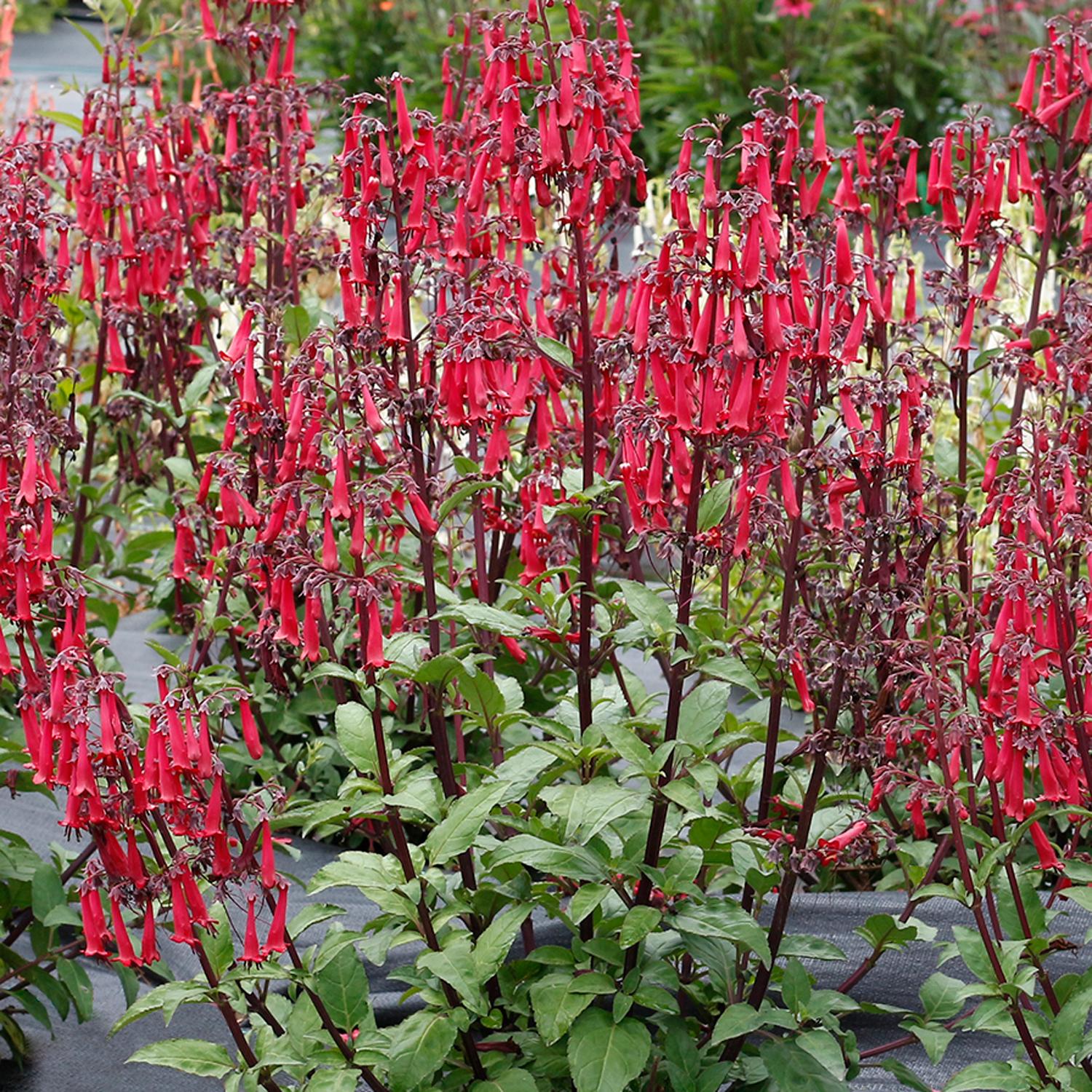 phygelius_colorburst_deep_red