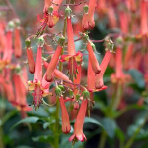 Phygelius COLORBURST™ Orange